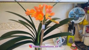 Кливия. Уход и цветение в домашних условиях!