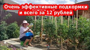 Недорогие удобрения и подкормки для огурцов, томатов за 12 рублей и меньше