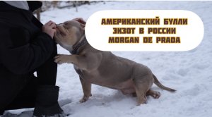 Настоящий Американский булли экзот в России!