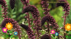 Вербейник темнопурпурный Божоле. Краткий обзор, описание lysimachia atropurpurea Beaujolais