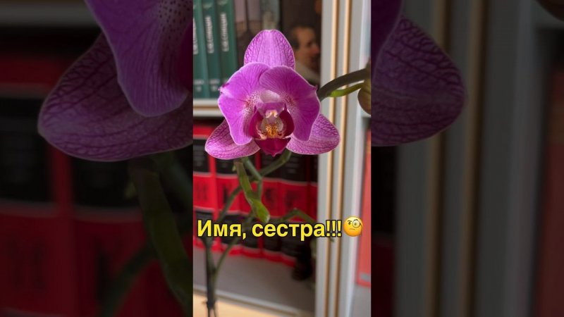 #Orchideen #geschlossenesSystem #OrchideenBlühen #орхидеи «Орхорай #закрытаясистема #данапротасова