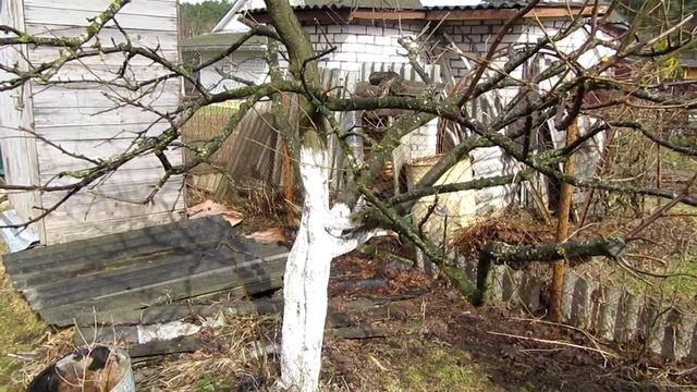 ??Когда раскрывать виноград весной? Когда сажать виноград? Виноград  в Беларуси.