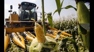 Как выращивают Кукурузу | How corn is grown
