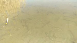 Воблер Rapala X-Rap Jointed Shad 14 мм из ПВХ.