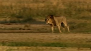 Самые Прожорливые Животные в Мире