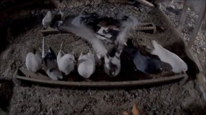 Где дешевле купить голубей на рынке или на выставке. Новичок покупка домашних голубей лучший вариан