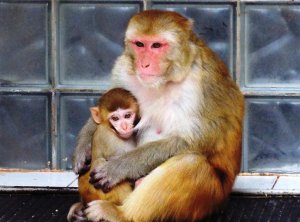 Питомник обезьян в Сухуме. Абхазия.