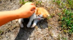 Спасение маленького котёнка!