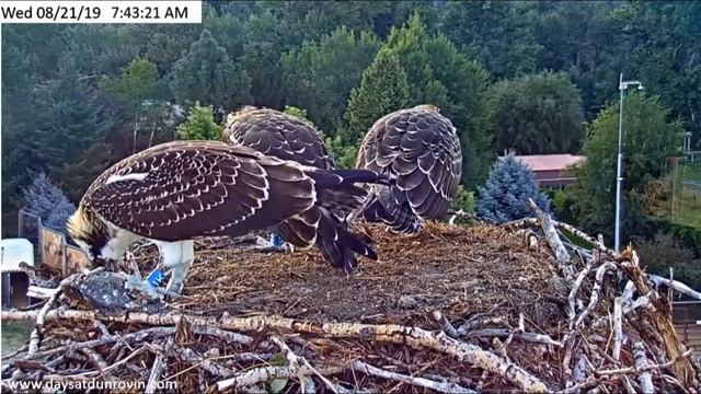 Dunrovin Ranch Osprey Video_2019-08-21_095945-Two Fish 7.05 n 7.31 AM смотреть онлайн