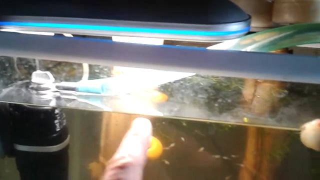 Тонкая очистка воды аквариума (для слабых внутренних фильтров ) смотреть онлайн