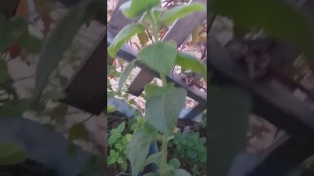 Malvarisco uma planta aromática com propriedades medicinais. смотреть онлайн