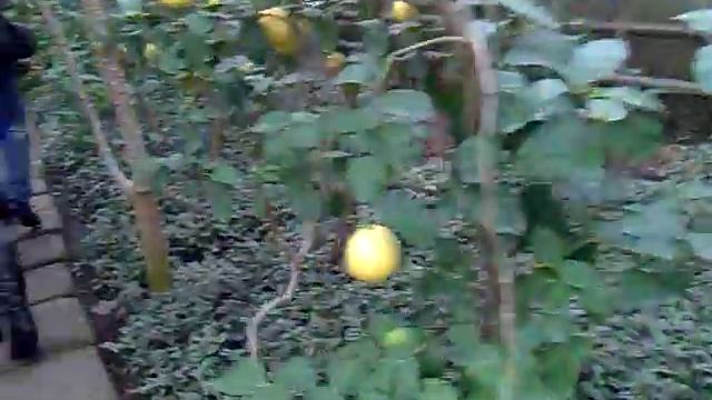 Саратовский лимонарий на Соколовой горе 05фев2011.mp4 смотреть онлайн