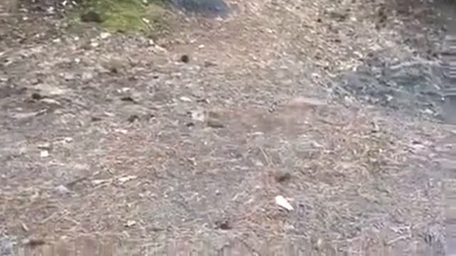 Неизвестное животное или насекомое в горах Крыма смотреть онлайн