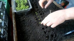 АГЕРАТУМ - первая пикировка. AGERATUM - the first pick.