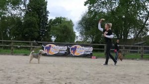 Frank - Lakeland Terrier - 3 Weeks Residential Dog Training