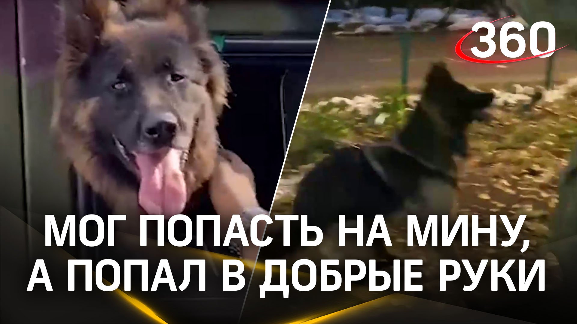 Демобилизация пса Тайсона: пронзительная история овчарки с СВО