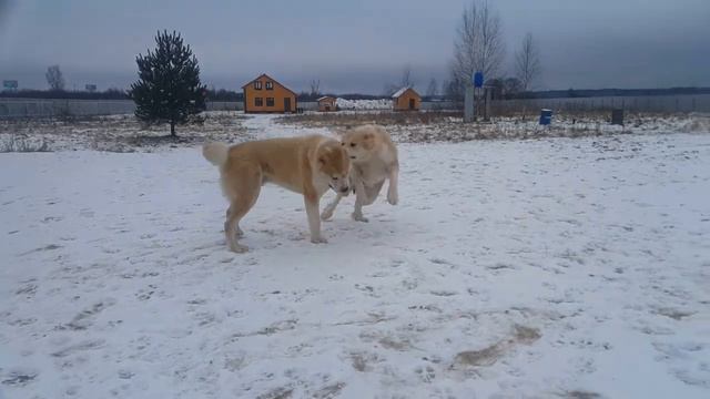 Алабаи питомника СУРДАН КАРАШ (Вазали и Гайрат - январь 2018) смотреть онлайн