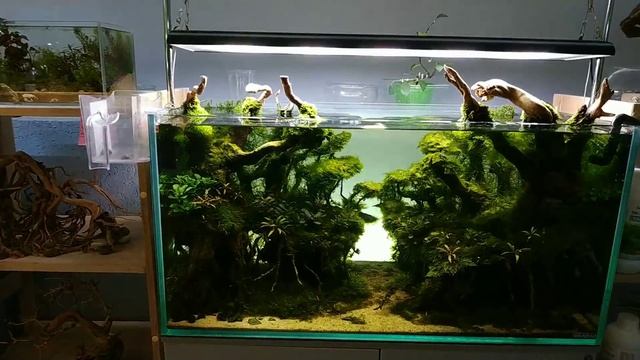 Чечил - новые коряги. Что за зверь такой? смотреть онлайн