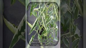 Скручиваются листья у рассады томатов — что делать