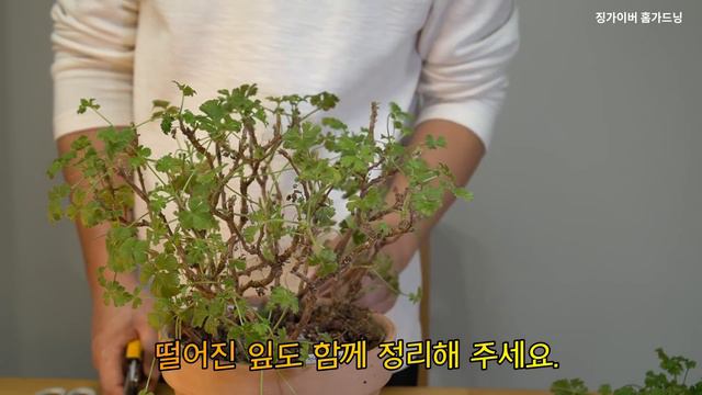 제라늄 엔젤아이즈 풍성하게 꽃대 만들고 싶다면 꼭 보세요! / 수형관리 / 묵은대 눈틔우기 Making geranium angel eyes rich flower stalks смотреть онлайн