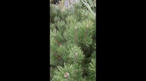 Бансай из горной сосны