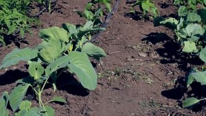 Чем подкормить капусту чтобы она быстрее росла. Проще не бывает! Подкормка капусты в открытом грунт