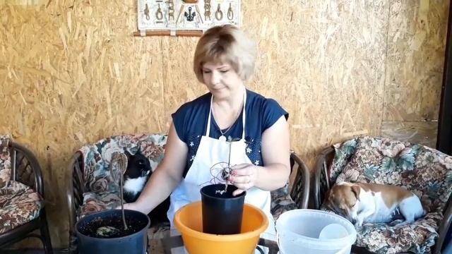 Плоды манго смотреть онлайн