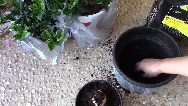 Planting Elephant Ear Colocasia Bulbs Rhyzomes (Plus Unboxing!) 🌱
