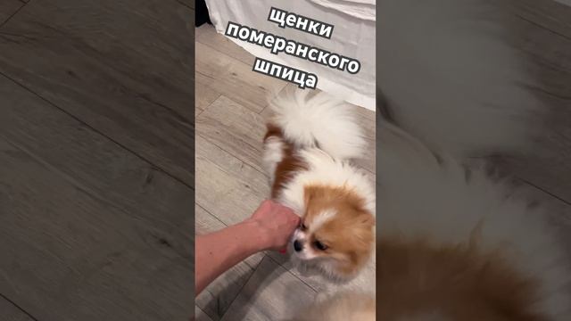 Подрощенный щенок померанского шпица, мальчик патиколор бело-оранжевый. Звоните! ⤵️ 🤳+79992121612