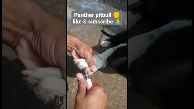#panther #pitbull grooming time смотреть онлайн