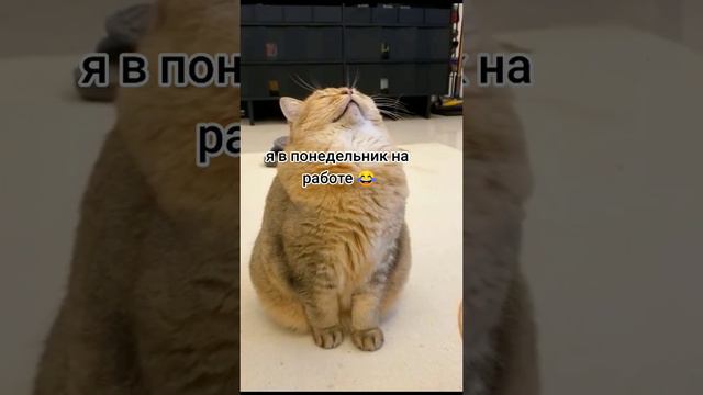 я в понедельник на работе 😜