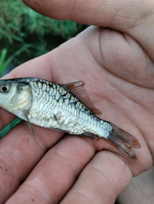 ловушки для рыбы