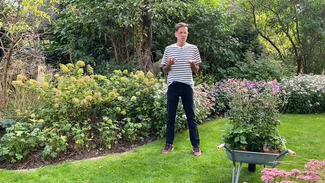 Planting pink autumn anemone together with Alfi as my assistant in my garden Gdańsk Autumn planting смотреть онлайн