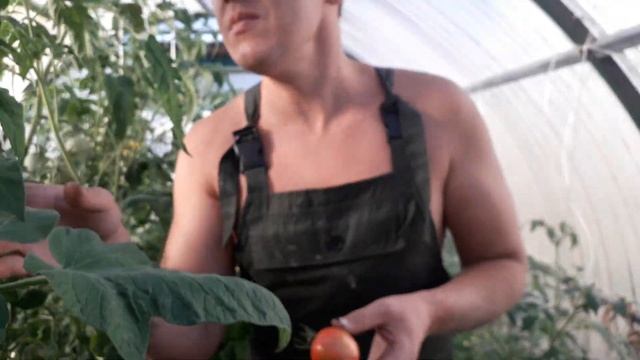 Томат тигренок, сбор урожая 2021 смотреть онлайн