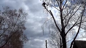 Валка сложных деревьев Санкт- Петербург и Лен. область.