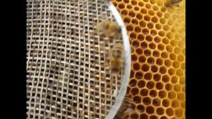 можно ли подсаживать матку бакфаст к пчелам другой породы - часть 1