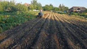 Гигантская тыква сорт Голиаф.
