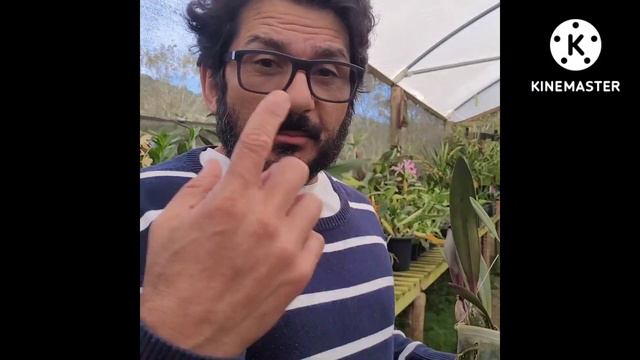 Orquídeas com fungos, atenção para os cuidados смотреть онлайн