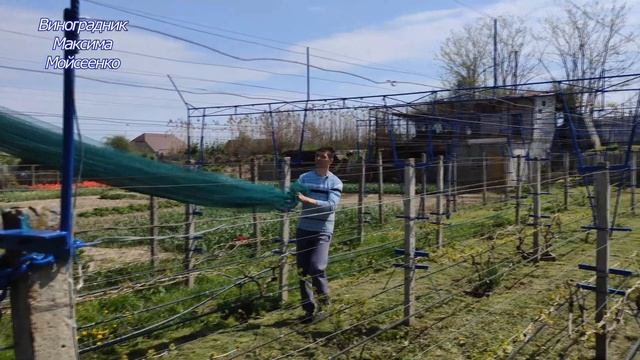 Градозащита виноградника- устройство двухплоскостной шпалеры смотреть онлайн