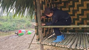Daily life of a single mother: Harvesting papaya - Making a bathroom