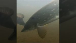 Смелый полосатый