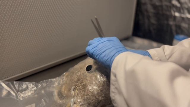 How to Grow Mushrooms from Start to Finish with a Magic Grow Kit - The Easiest Way to Grow Shrooms смотреть онлайн