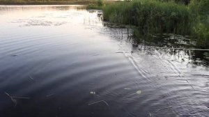 Очистка озера от водорослей.