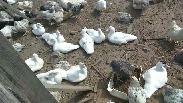 Купили яйца Мастер Грей, собрали свои и заложили в инкубатор. Вот они через два месяца...были... смотреть онлайн