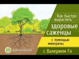 Как быстро вырастить здоровые саженцы с помощью микоризы!