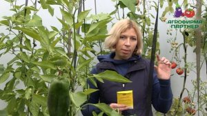 НЕВЕРОЯТНЫЙ УРОЖАЙ НА 5-ти СОТКАХ (часть 2)