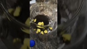 Завариваем доширак минералкой. Миф или правда?
