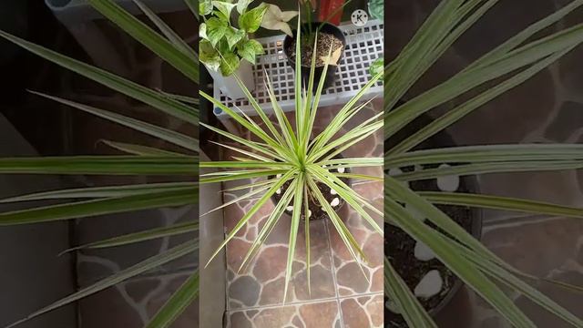 INSPIRASI TANAMAN HIAS DI BALKON KECIL смотреть онлайн