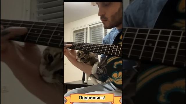 Новая порция смешных котиков!