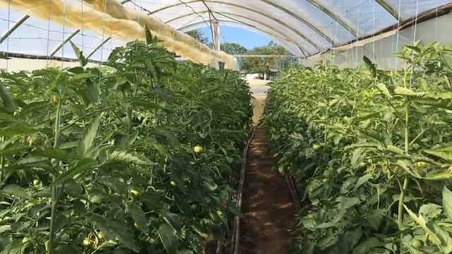 Томат Гравітет 30.04.18 7 тижнів смотреть онлайн